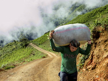 Yorley Munoz Munoz, 16, carrying a sack of coca leaves that he has spent half a day picking from the steep hillsides where it is being cultivated for cocaine production.  Yorley starts picking at 5am...