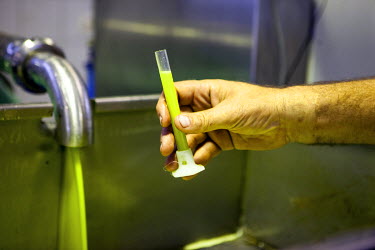 An employee checking a sample of freshly pressed oil at an olive oil factory in Palaiochora.