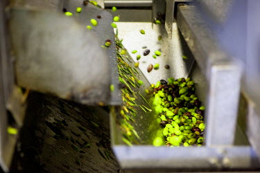 Olives being cleaned and sorted prior to pressing in an oil factory in Palaiochora.