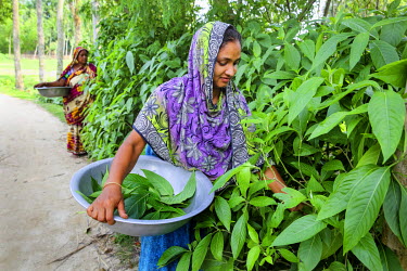 Fency Begum (30) who, along with 49 other women, received training on herbal medicines.