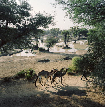 Camels being led along a track near Tessaoua.