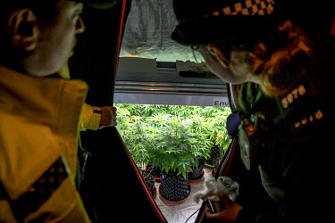 In a flat in the town, PC Nagine Ahmed and PC Francesca Wheatley (right) search a small room to find 26 cannabis plants growing in two specially made tents.