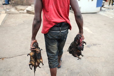 Giant rats and a grasscutter (greater cane rat) being carried to the open-air butchery at Atwemonom, the city's main bushmeat market. Bushmeat is a delicacy in Ghana, but there are concerns that unsaf...