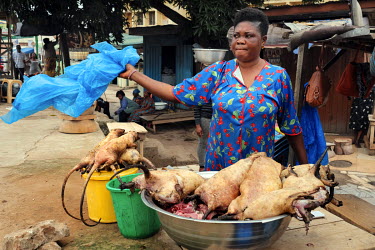 Adwoh Serwaa, a bushmeat vendor, swishing flies away from grasscutters (greater cane rat) and giant rats that she sells at Atwemonom, the city's main bushmeat market. Bushmeat is a delicacy in Ghana,...