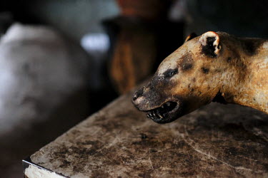 A frozen African civet carcass, its fur singed off before being frozen, lies on top of a freezer at Atwemonom, the city's largest bushmeat market. As unsafe practices in the killing and processing of...