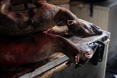 Duiker carcasses, having had their fur singed off before being frozen, piled on top of a freezer at Atwemonom, the city's largest bushmeat market. As unsafe practices in the killing and processing of...