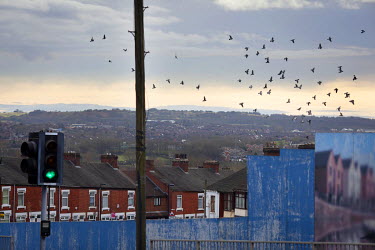 A flock of pigeons flying over residential streets in the Hanley area of the city.