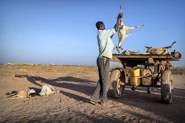 A man loads the bodies of goats, who died the previous night, onto his donkey cart. They are burned outside the village to prevent disease outbreaks. The region has been hit by drought which threatens...