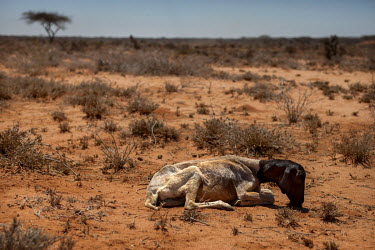 One of Saynab Rooble's last surviving sheep lies dying in the parched scrub desert. Like most pastoralist families in the region drought has resulted in the loss all but a few of their ravaged livesto...