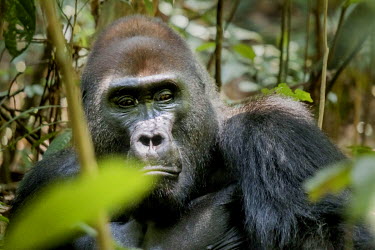 A male gorilla looks through the undergrowth in the Dzanga Songha Park.