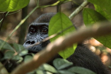 A gorilla looks through the undergrowth in the Dzanga Songha Park.