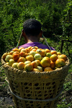 30 year old Nar Bahadur Gharti carries a load of tomatoes in a basket in the village of Lamidamar.