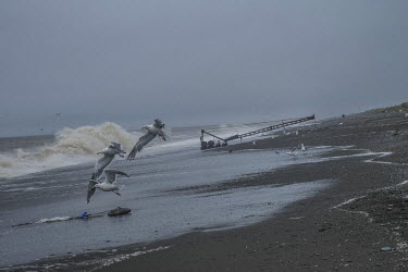 Seagulls flying over the beach of the Oktyabrsky sandbar.
