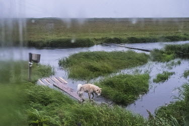 A dog walks in a fishing camp on the banks if the Bolshaya River.