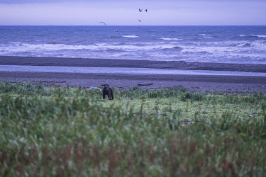 A brown bear on the shore of the Okhotsk Sea shore near the abandoned 49th Base. By the end of the 1990s, coastal erosion had destroyed many buildings in the area and now wild animals roam around the...