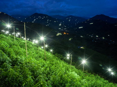 Cannabis plants grown openly and extensively on mountainsides only a few hours from the city of Cali. To help stimulate the cannabis plants growth artificial lighting is used during the night for the...