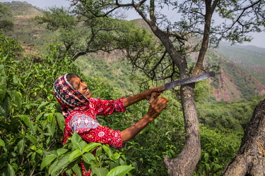 Kausar Shaheen cuts branches for firewood near her home in Manhiala, Chakwal District. Kausar had an operation to remove a cataract from her right eye four days earlier and must wear sunglasses to pro...