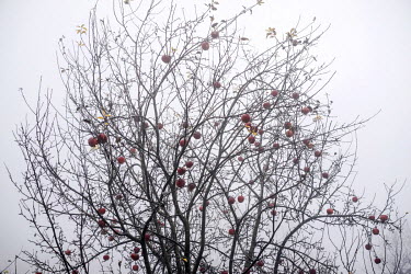 An apple tree in the Ribnovo cemetery.