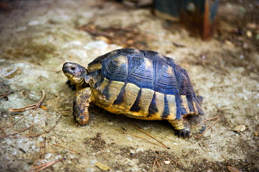A tortoise in the Botanic Garden of Kaisariani.