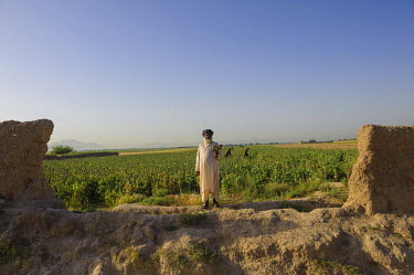 A man holds a bunch of poppy heads, as behind him people work in of the plants, at a farm close to the city of Kandahar.