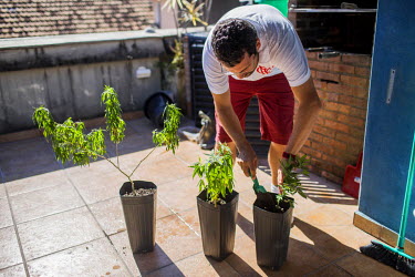 Marcos Lins Langenbach tends to his marijuana plants that became wilted while he was away. Marcos Lins Langenbach and his wife Margarete Santos de Brito, were the first people in Brazil to be given au...