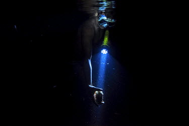 Jisma Sari, a Bajau sea-cucumber hunter, examines by torchlight a sea cucumber he has just caught near the village off Kabalutan. Sea-cucumbers (echinoderms), which are best hunted at night during the...