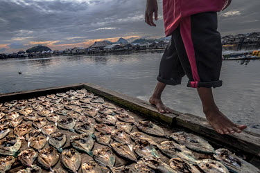 A Bajau man walks past reef fish laid out to dry in the sun.