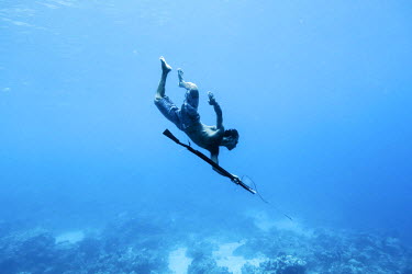 Dafrin Ambotang (35), a Bajau fisherman, dives to the sea bed with his speargun in search of fish. He can dive for up to four minutes on one breath, but he is one of just a handful of men in his villa...