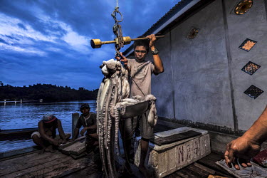 Bajau men weigh recently caught octopuses in the village of Pulo Papan. The catch will be sent to the nearby town of Ampana for processing. Octopus is one of the main sources of income for the village...