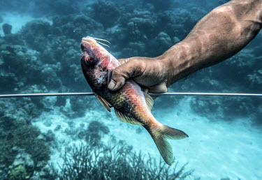 Dafrin Ambotang (35) clutches onto a fish he has just speared near Malenge Island. Ambotang is one of just a handful of men in his village to have retained the free-diving skills of the previous gener...