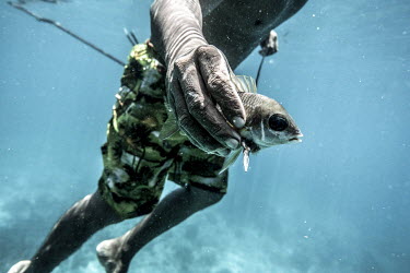 35 year old Marjono Lessing, a Bajau fisherman, prepares to unhook a reef fish he has just speared near the Togean Islands. Traditionally, most Bajau men had the ability to free-dive for minutes at a...
