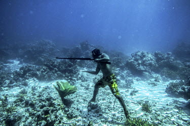 35 year old Marjono Lessing hunts fish 40 feet down on the sea bed in the Bay of Tomini. The Bajau are famed as world class free-divers, able to hunt fish for several minutes on a single breath, thoug...