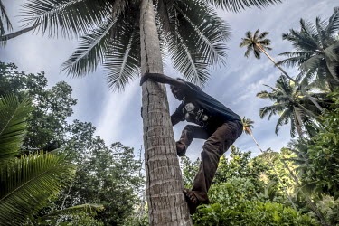 Dafrin Ambotang (35) climbs a coconut tree on his farm on Taoleh in the Togean Islands. Despite being one of the best divers in his village, Ambotang, like many Bajau, has turned to farming as an addi...