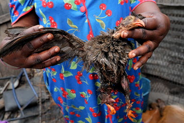 Adwoh Serwaa, a bushmeat vendor, holding a bird, possibly a francolin,  that she will sell on her stall at Atwemonom, the city's main bushmeat market. Bushmeat is a delicacy in Ghana, but there are co...