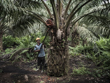 Benny Hutajulu (48), a father of six. He has worked for 15 years as a harvester, an extremely tough job. He is responsible for cutting palm fruit in two hectares of land. He has a target to pick 900kg...