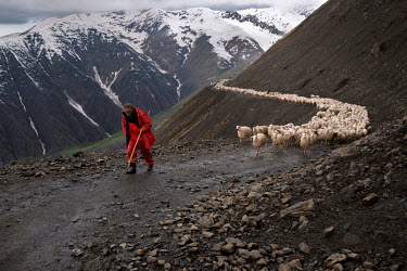 A shepherd leading a flock of sheep along the unpaved road to the Tusheti in the Greater Caucasus mountains. Every spring, shepherds trek their flocks from lowland winter pastures up to their traditio...