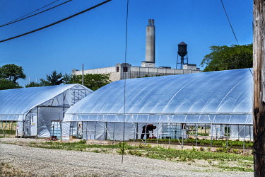 A polytunnel at RecoveryPark, a project founded by Gary Wozniak to create permanent jobs for Detroiters, many of whom are ex-prisoners, using reclaimed land to cultivate organic vegetables for restaur...