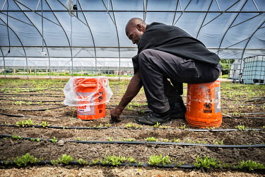A man plants seedings in a polytunnel at RecoveryPark, a project founded by Gary Wozniak to create permanent jobs for Detroiters, many of whom are ex-prisoners, using reclaimed land to cultivate organ...