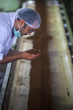 A manager tests the quality of the tea near the end of processing in the tea factory on the Monabarie estate, the largest tea estate in Asia which employs nearly 3,000 people. It is owned by McLeod Ru...