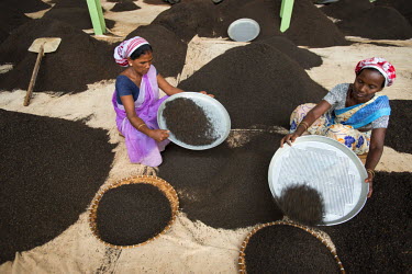 Women sift processed tea into different grades at the Tezpore and Gogra tea factory. It is owned by McLeod Russel, the largest tea producing company in the world.