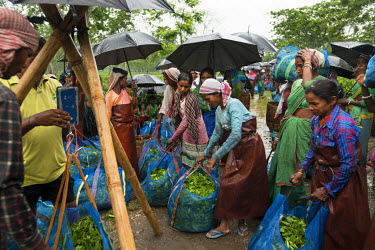 Women gather to have their bags weighed at the end of their shift picking tea on the Monabarie Tea Estate in Assam, the largest tea estate in Asia which employs nearly 3,000 people. It is owned by McL...