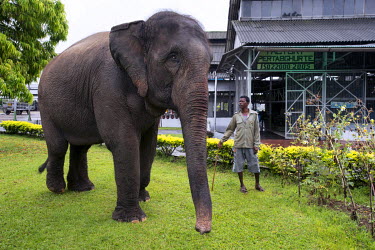 A domesticated elephant at the Pertabghur Tea Estate factory. Elephants once played an important role carrying supplies and crates of finished tea between river boats and the tea estates of British In...