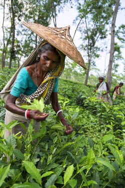 Women picking tea on an estate near Srimangal, the town in Sylhet District which acts as the hub of Bangladesh's tea industry. The British established tea estates in Sylhet in the nineteenth century,...