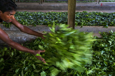 A man throwing freshly picked leaves into troughs, where they are blown with warm air to reduce their water content, on the Lungla Tea Estate near Srimangal, the town in Sylhet District which acts as...