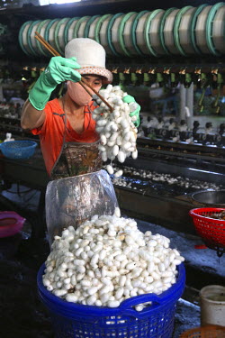 A woman sorting silkworm cocoons at a silk factory.
