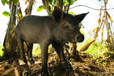 A piglet on land farmed by Molly Nanyomo (52).