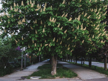 A horse chestnut tree in bloom.