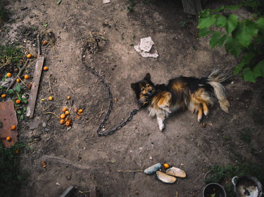 A dog, chained to a spike, lies on the ground.