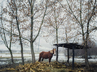 A horse stands beside a shelter in Ursari village.