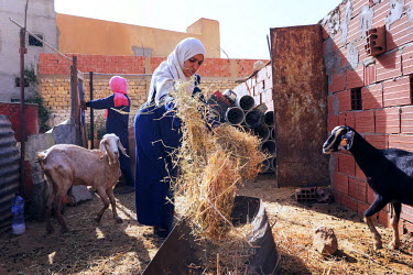 Moufida Sassi (48) scatters feed for her goats. She keeps 12 animals and sells the cheese she makes from their milk. The money she has raised from this business has paid for her son's education. She s...